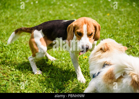 Chien Beagle et spitz klein petite course et jouer ensemble dans le jardin. Journée ensoleillée d'été à l'extérieur. Banque D'Images