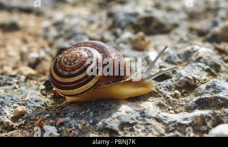 Avec l'escargot, coquille brun et blanc sur la photo gros plan sur le terrain, en se déplaçant sur un chemin rural Banque D'Images