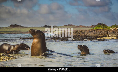 Famille de lions de mer qui jouent près de la plage, îles Galápagos Banque D'Images