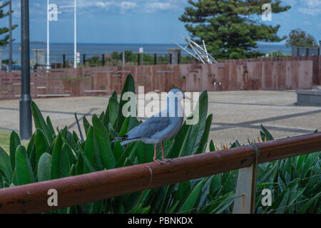 Mouette regarder patiemment pour une chance de voler de la nourriture Banque D'Images