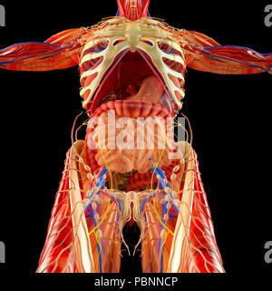 Corps humain, système musculaire, les organes internes, le système digestif, de l'anatomie Banque D'Images