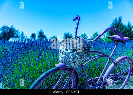 Belle fête de la Lavande à Sequim Série - vélo dans le beau jardin de lavande 1. Banque D'Images