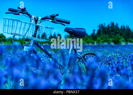 Belle fête de la Lavande à Sequim Série - Vélo et belle fleur de lavande dans le jardin 4. Banque D'Images