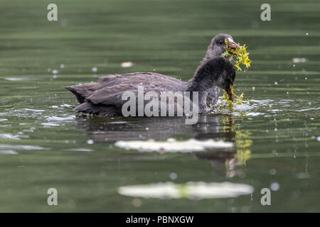 Jeune Foulque macroule (Fulica atra) Banque D'Images