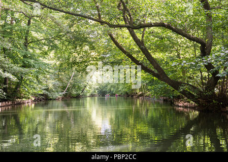 Tour en canoë à Mølleå au Danemark en été avec canal et les aulnes Banque D'Images