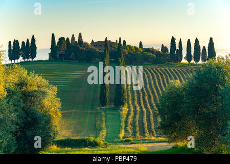 Voir l'italien typique de ferme sur la colline à vallonné Toscane en Italie dans la Valdorcia matin d'été avec la ligne de cyprès, green field et cultiva Banque D'Images