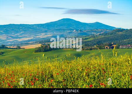 Beau paysage naturel de collines vert Domaine toscan en été avec l'italien typique maison le champ de pavot rouge, l'arbre de cyprès et de l'industrie agroalimentaire Banque D'Images