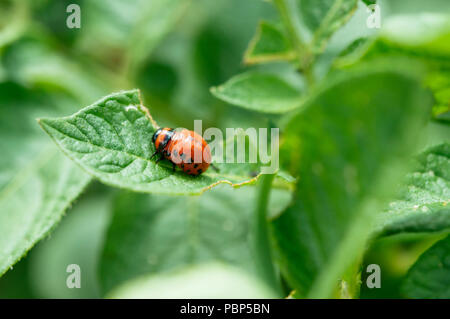 Larve de doryphore de la pomme de terre sur les feuilles des plantes. Banque D'Images