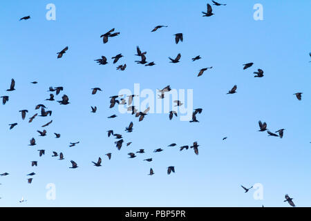 Volée d'oiseaux noirs volant dans le ciel Banque D'Images