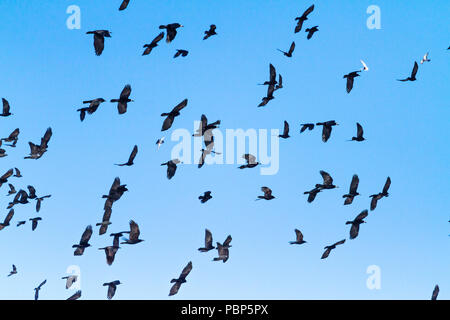 Troupeau de différents oiseaux volant dans le ciel Banque D'Images