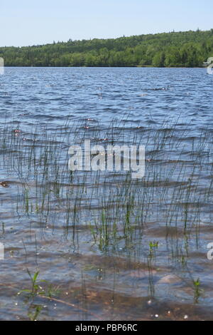 Le parc provincial du lac Lochiel fournit des tables de pique-nique dans les bois et un abri sur place au bord du lac pour profiter des sentiers de randonnée, la navigation de plaisance et natation Banque D'Images