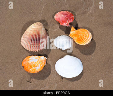 De coquilles allongé sur le sable humide sur la plage au lever du soleil. Les pectinidés. Banque D'Images
