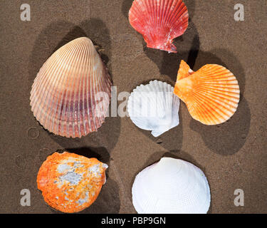 De coquilles allongé sur le sable humide sur la plage au lever du soleil. Les pectinidés. Banque D'Images