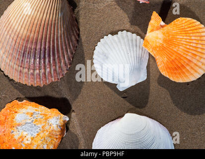 De coquilles allongé sur le sable humide sur la plage au lever du soleil. Les pectinidés. Banque D'Images