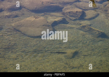 A l'ombre arctique (Thymallus arcticus) flotte dans l'amont de claire Alaska's Gulkana River. Banque D'Images