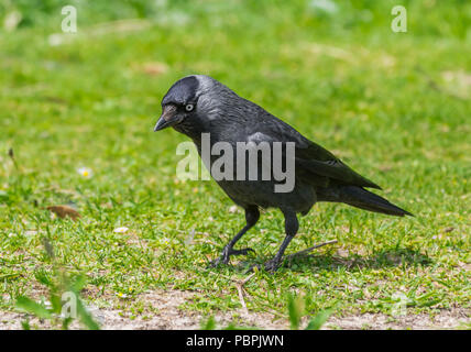 Jackdaw debout sur l'herbe. Eurasian Jackdaw (Corvus monedula) Comité permanent de l'herbe dans le West Sussex, Angleterre, Royaume-Uni. Banque D'Images