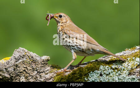 Grive musicienne (Turdus philomelos) debout sur une branche d'arbre de manger un ver au début de l'été dans le West Sussex, Angleterre, Royaume-Uni. Banque D'Images