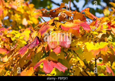 Feuilles aux couleurs automnales sur un arbre dans le Royaume-Uni. Banque D'Images