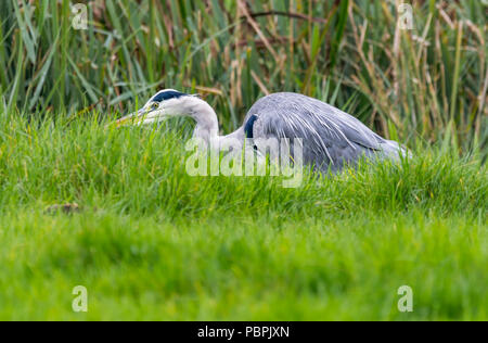 Ardea cinerea (Héron cendré), à la recherche de nourriture dans un champ à l'automne, dans le West Sussex, Angleterre, Royaume-Uni. Banque D'Images