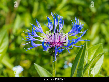 Bluet (Centaurea fleurs montagne Montana), un bleuet vivace, floraison en mai (printemps) dans le West Sussex, Angleterre, Royaume-Uni. Banque D'Images