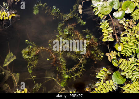 Utriculaire commune - Utricularia vulgaris flottant dans l'eau Banque D'Images