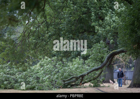 Ruskin Park, Londres, UK. 29 juillet, Londres, Angleterre : un jogger attend jusqu'à où une grosse branche d'un 100 ans en frêne feuille complète s'est détachée et est tombée pendant la nuit, des vents forts à la suite de la canicule au Royaume-Uni qui a pris fin au cours de la fin de semaine. Photo de Richard Baker / Alamy Live News. Banque D'Images