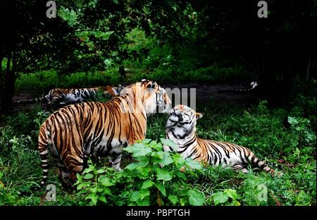 Harbin, Chine, province de Heilongjiang. 17 juillet, 2017. Tigres de Sibérie reste au Siberian Tiger Park à Harbin, capitale de la province du nord-est de la Chine, le 17 juillet 2017. Credit : Wang Jianwei/Xinhua/Alamy Live News Banque D'Images