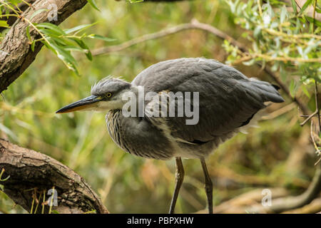 London,UK. 29 juillet 2018 un héron dans un saule sur le lac à Peckham Rye Park. David Rowe/Alamy Live News. Banque D'Images
