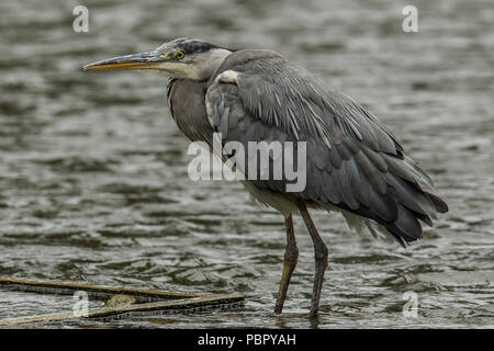 London,UK. 29 juillet 2018 un héron sur le lac à Peckham Rye Park. David Rowe/Alamy Live News. Banque D'Images