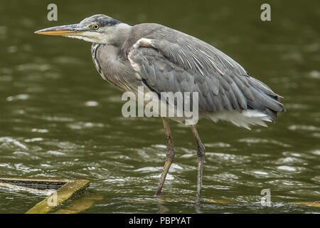 London,UK. 29 juillet 2018 un héron sur le lac à Peckham Rye Park. David Rowe/Alamy Live News. Banque D'Images