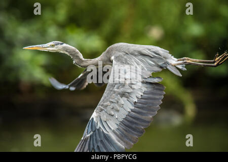 London,UK. 29 juillet 2018 un héron voler à travers le lac à Peckham Rye Park. David Rowe/Alamy Live News. Banque D'Images