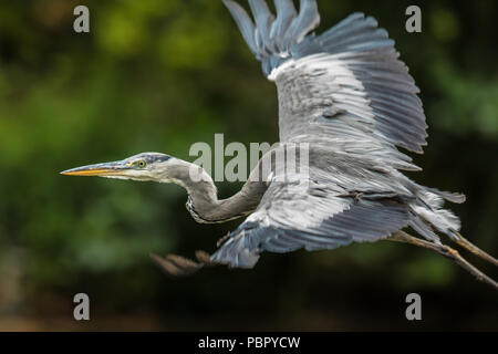 London,UK. 29 juillet 2018 un héron voler à travers le lac à Peckham Rye Park. David Rowe/Alamy Live News. Banque D'Images