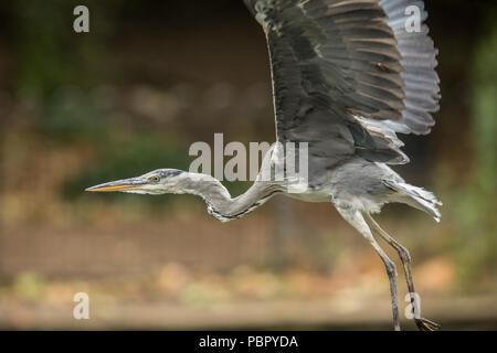London,UK. 29 juillet 2018 un héron voler à travers le lac à Peckham Rye Park. David Rowe/Alamy Live News. Banque D'Images