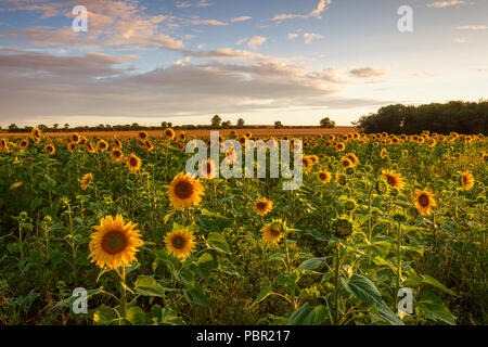 Goxhill, Nord du Lincolnshire, au Royaume-Uni. 29 juillet 2018. Météo France : Après une journée humide et venteux, les nuages clairs finalement sur un champ de tournesols, baignade dans le domaine de la lumière de fin de soirée. Goxhill, Nord du Lincolnshire, au Royaume-Uni. 29 juillet 2018. Credit : LEE BEEL/Alamy Live News Banque D'Images