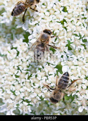 Trois abeilles est un joint de coupe une fleur Banque D'Images