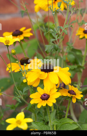 Rudbeckia 'toto' fleurs. Banque D'Images