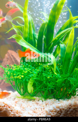 Peu de poisson rouge avec plante verte dans la région de fish tank aquarium ou la vie sous-marine concept. Banque D'Images