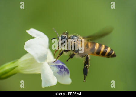 Battant de l'abeille Banque D'Images