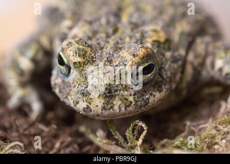 Close-up d'un crapaud calamite (Epidalea calamita), un des rares espèces d'amphibiens au Royaume-Uni Banque D'Images