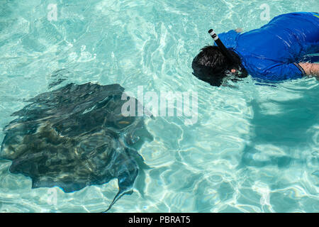 Un garçon tubas et regarde un gros Sting Ray à Stingray City au large de l'île Grand Cayman Banque D'Images