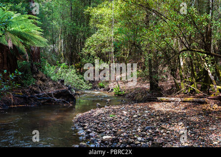 Un petit ruisseau serpente à travers une forêt tropicale de Tasmanie. Banque D'Images