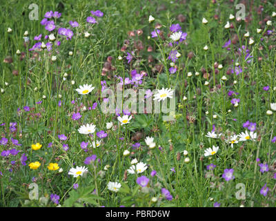 Mosaïque de fleurs sauvages, y compris l'eau, géranium sanguin pré Avens, marguerite blanche, Renoncule des prés, Mesdames le gaillet et plantain Lancéole en Cumbria, Angleterre, Royaume-Uni Banque D'Images