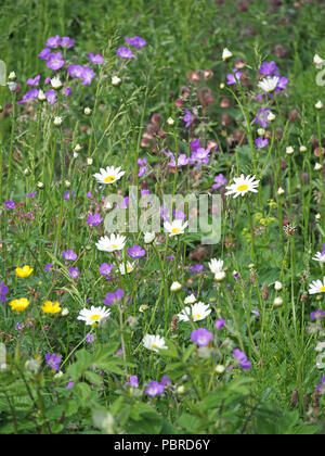 Mosaïque de fleurs sauvages, y compris l'eau, géranium sanguin pré Avens, marguerite blanche, Renoncule des prés, Mesdames le gaillet et plantain Lancéole en Cumbria, Angleterre, Royaume-Uni Banque D'Images