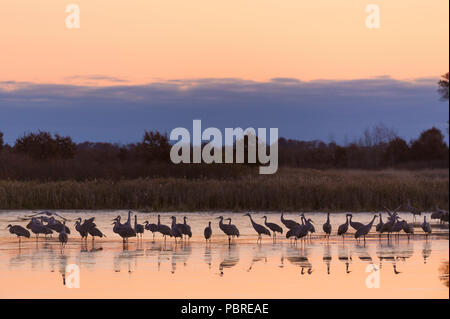 La grue se percher, sunrise (Antigone canadensis, anciennement Grus canadensis), Crex Meadows Wildlife Management Area, WI, États-Unis d'Amérique, par Dominique Braud/ Banque D'Images