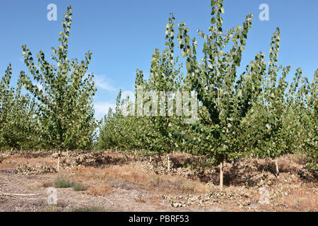 Les jeunes peupliers hybrides 'Populus deltoides x Populus trichocarpa', cultivés à partir de boutures. De l'Oregon. Banque D'Images