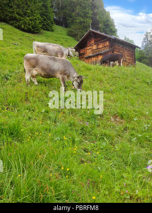 Les vaches de la ferme de l'herbe de pâturage permanent dans la région de meadow mountain champ avant de la cabane en bois chalet d'été en milieu rural dans la région Alpes Suisse Murren village, Lauterbrun Banque D'Images