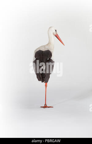 Stork sur une jambe sur un fond blanc Banque D'Images