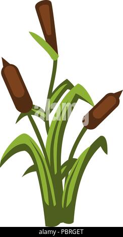 Cartoon vector bulrush plante Illustration de Vecteur