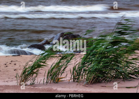 Canne verte sur la plage de sable se balançant dans un fort vent contre les vagues de la mer et des roches dans l'eau Banque D'Images