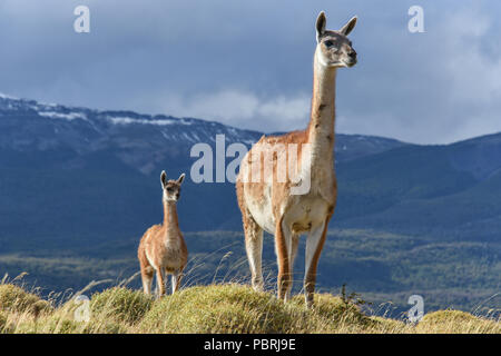 Guanacos (Lama guanicoe) sur une crête, le Parc National de la réserve nationale de Tamango, à Cochrane, en Patagonie, au Chili Banque D'Images